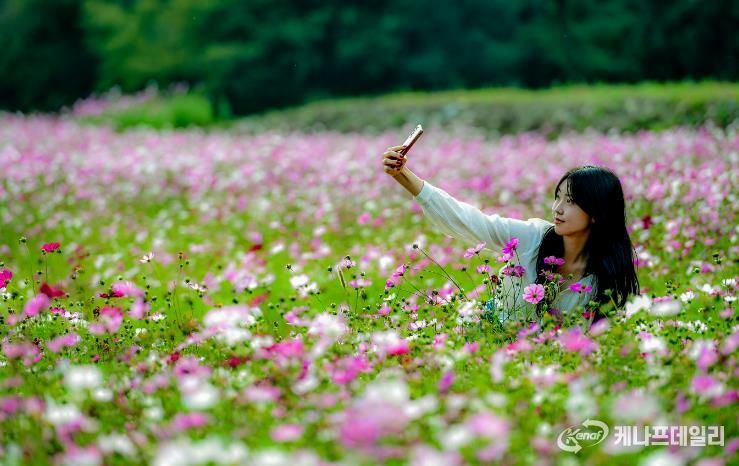 꽃내음으로 가득한 청도에서 가을의 정취를 만끽하세요!