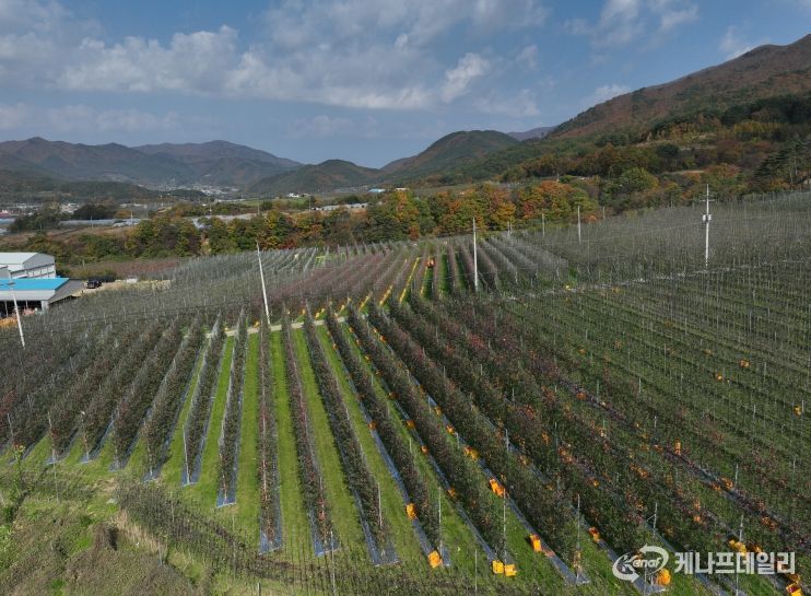 산불 피해 과수농가 최우선 지원