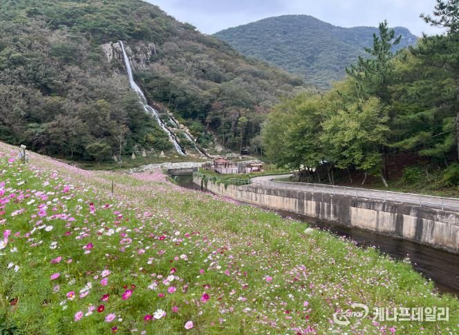 단풍과 코스모스가 어우러진 선운산, 가을 힐링 명소 인기