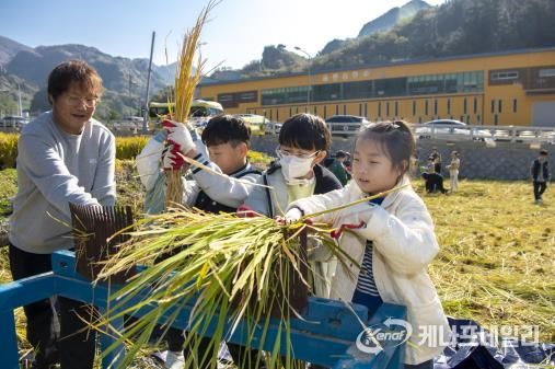 울릉군, 전통 벼 수확 체험행사 성공적으로 마쳐