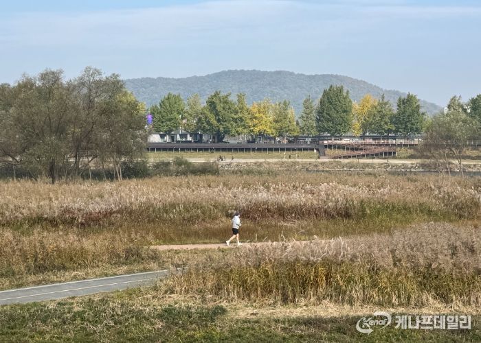‘가을의 도시’ 아산서 은빛 억새·황금 단풍 즐겨요