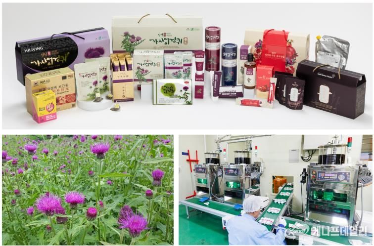 임실군, 간 건강 엉겅퀴 K-기능성식품 고부가가치 적극 육성